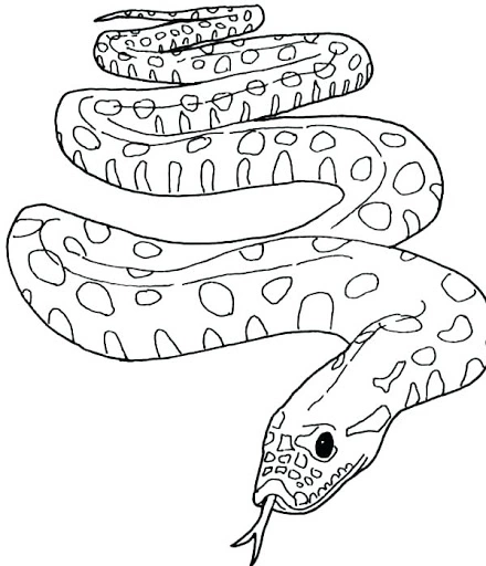 Coloring page anaconda with tongue